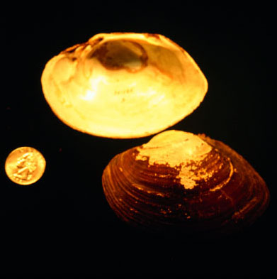 Image of Lampsilis cardium