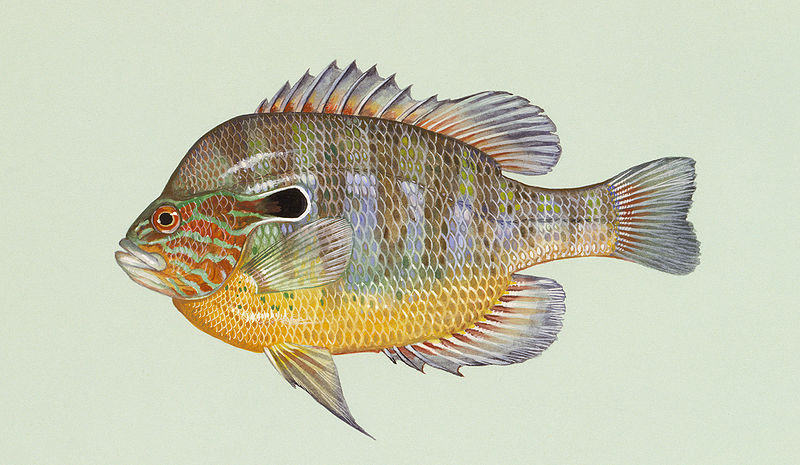 Image of Lepomis megalotis