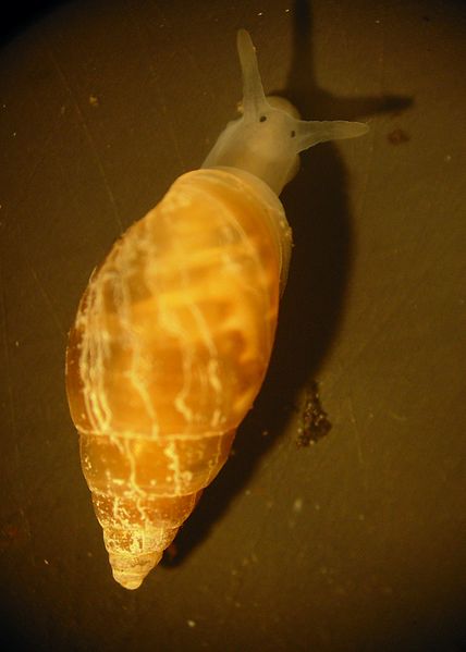 Image of Myosotella myosotis