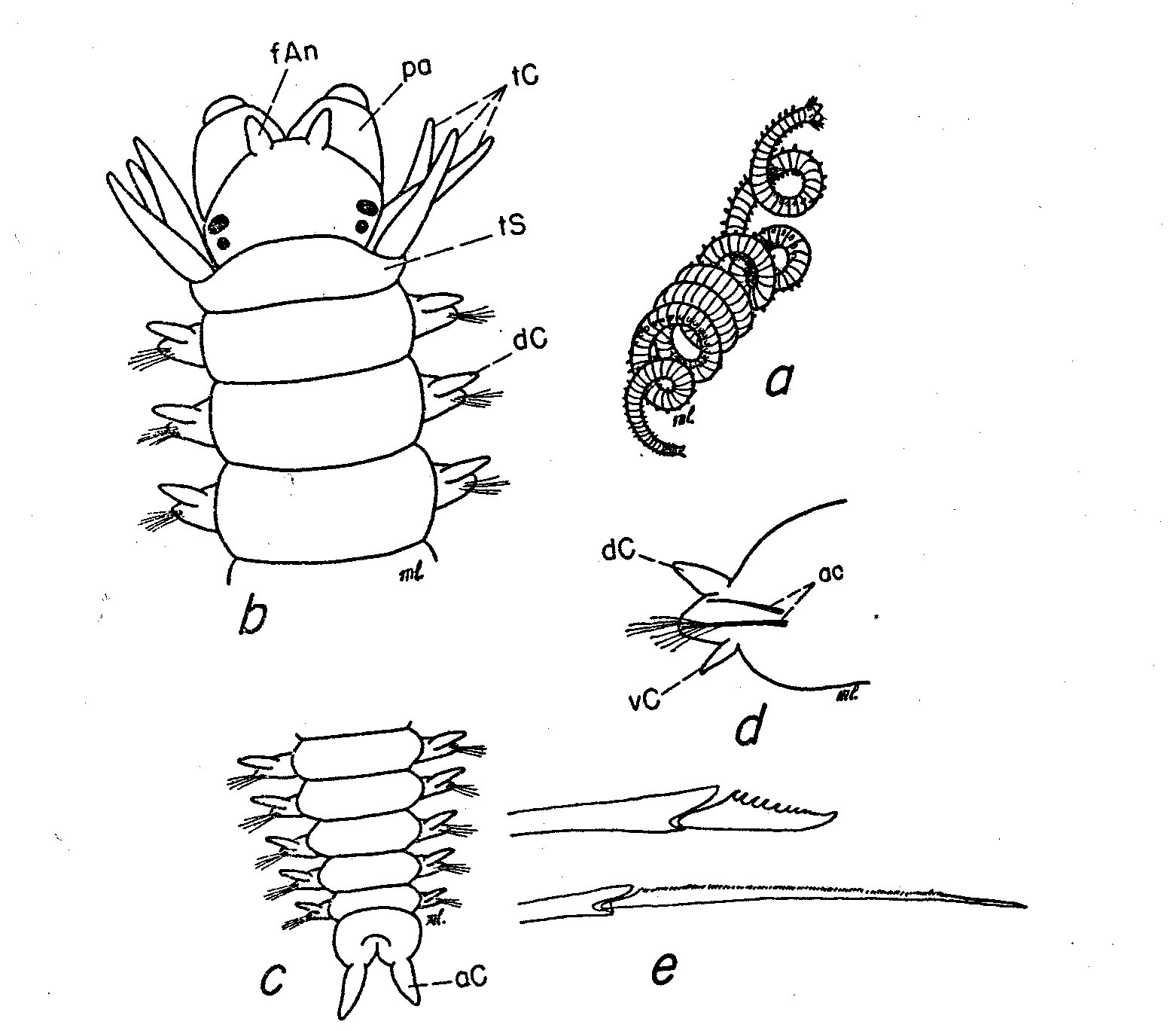 Image of Namanereis littoralis