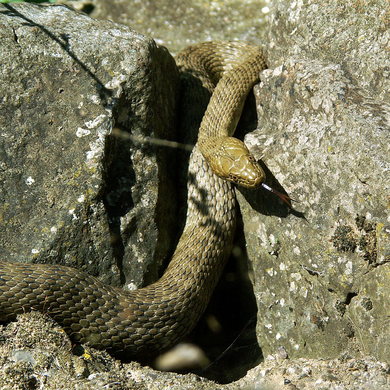 Image of Natrix tessellata