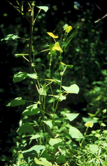 Image of Polygonum perfoliatum