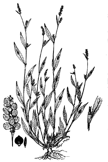 Image of Polygonum persicaria