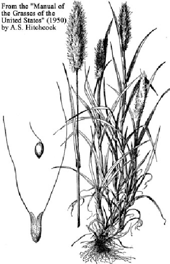 Image of Polypogon monspeliensis