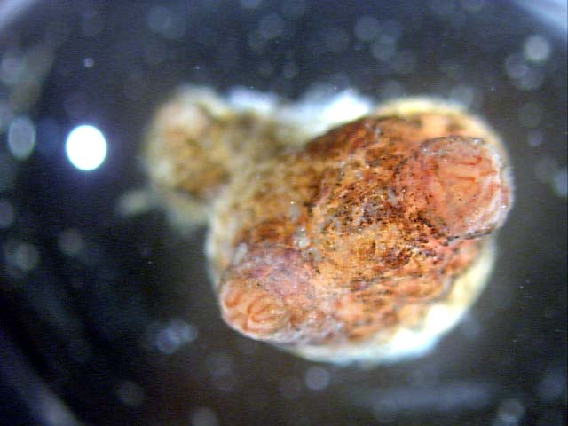 Image of Styela canopus