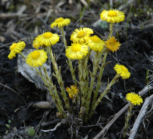 Image of Tussilago farfara