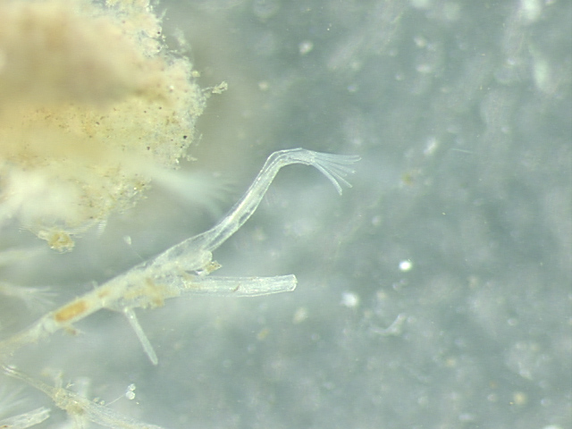 Image of Victorella pavida