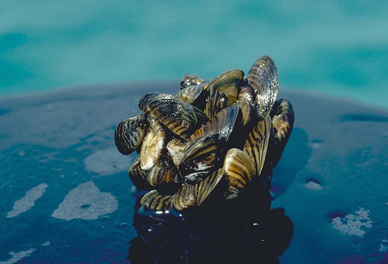 Image of Dreissena polymorpha