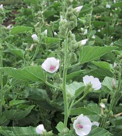 Image of Althaea officinalis