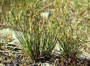 Image of Carex extensa