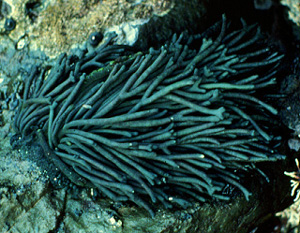 Image of Codium fragile ssp. fragile