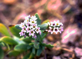 Image of Heliotropium curassavicum
