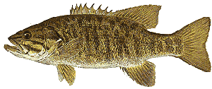 Image of Micropterus dolomieu