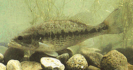 Image of Micropterus punctulatus