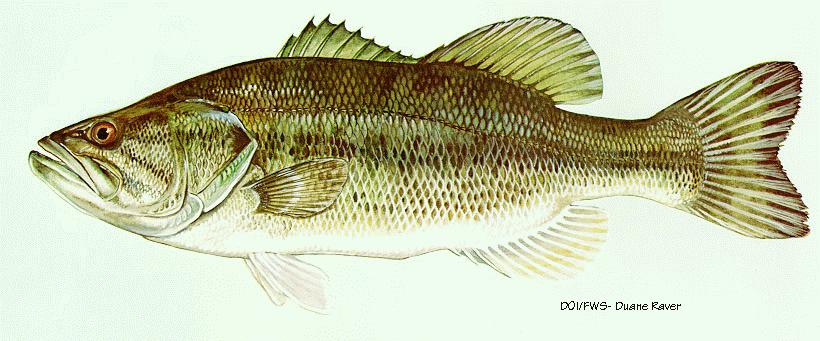Image of Micropterus salmoides