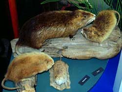 Image of Myocastor coypus