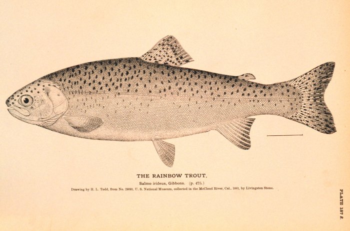 Image of Oncorhynchus mykiss