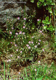 Image of Spergularia rubra