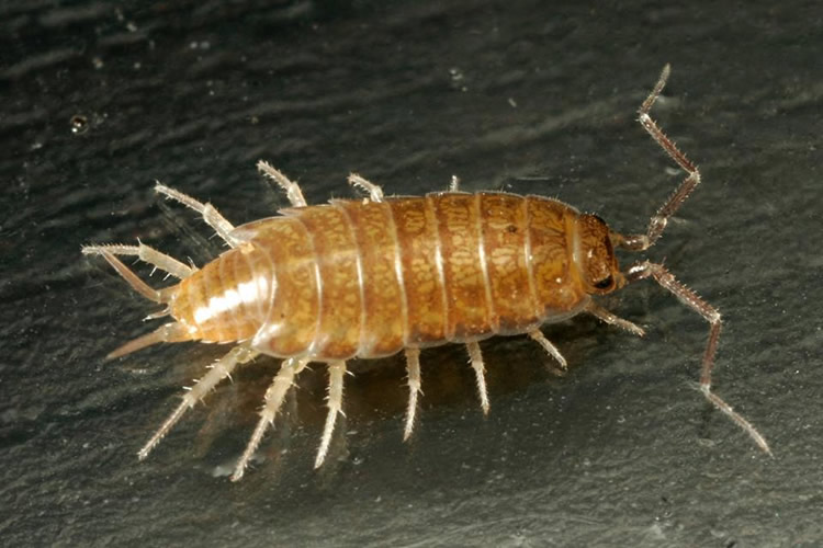 Image of Halophiloscia couchii