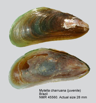 Image of Mytella strigata