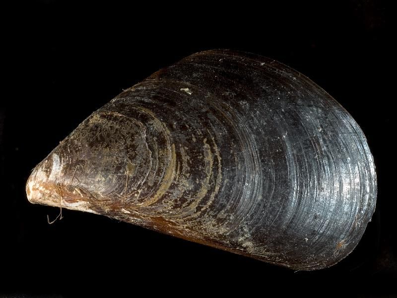 Image of Mytilus galloprovincialis