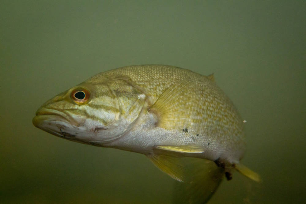 Fishes of the Upper Raritan - Raritan Headwaters