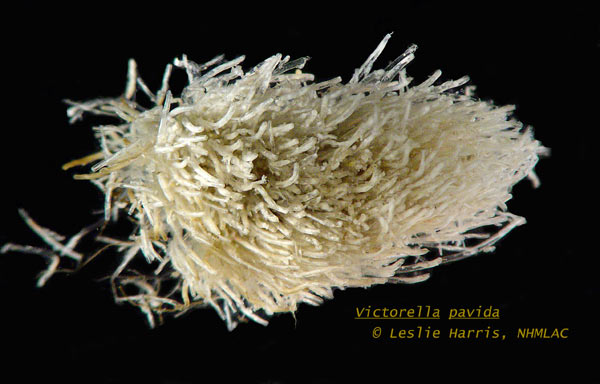 Image of Victorella pavida